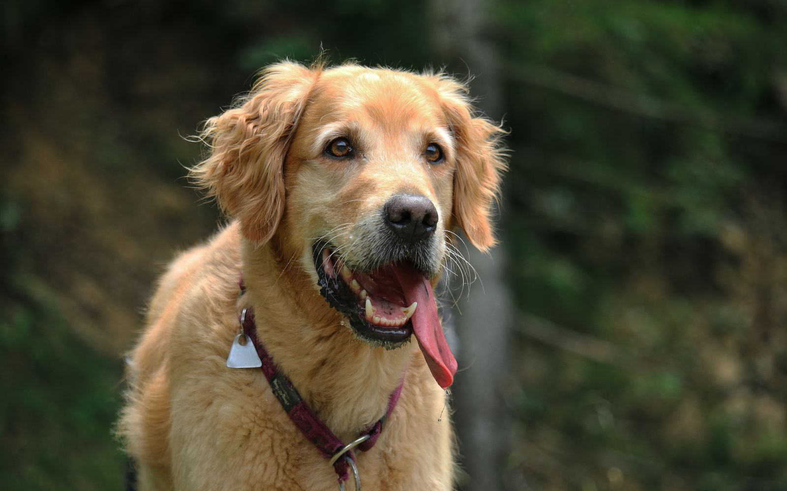 Retriever on vacation at Auberge Saint-Antoine